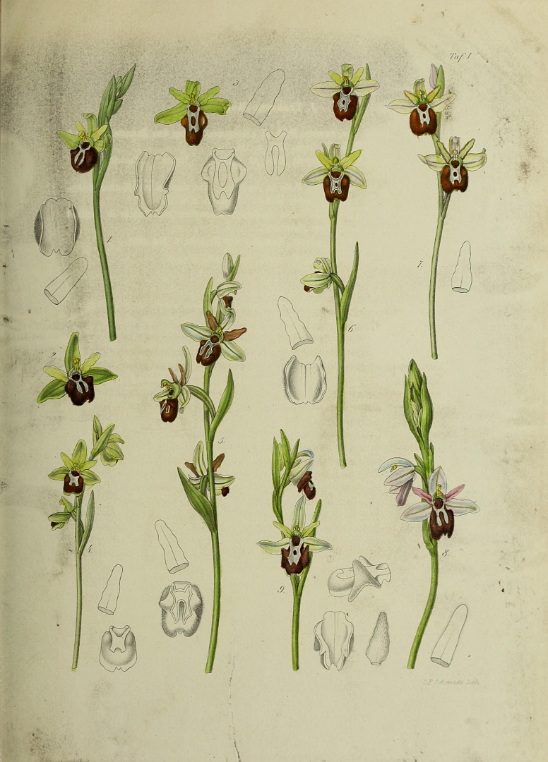 no HD illustration available (3)