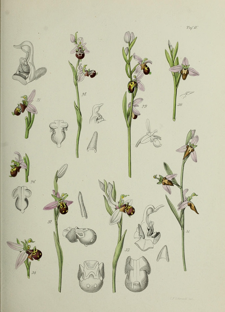 no HD illustration available (3)