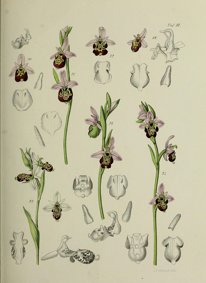 no HD illustration available (3)