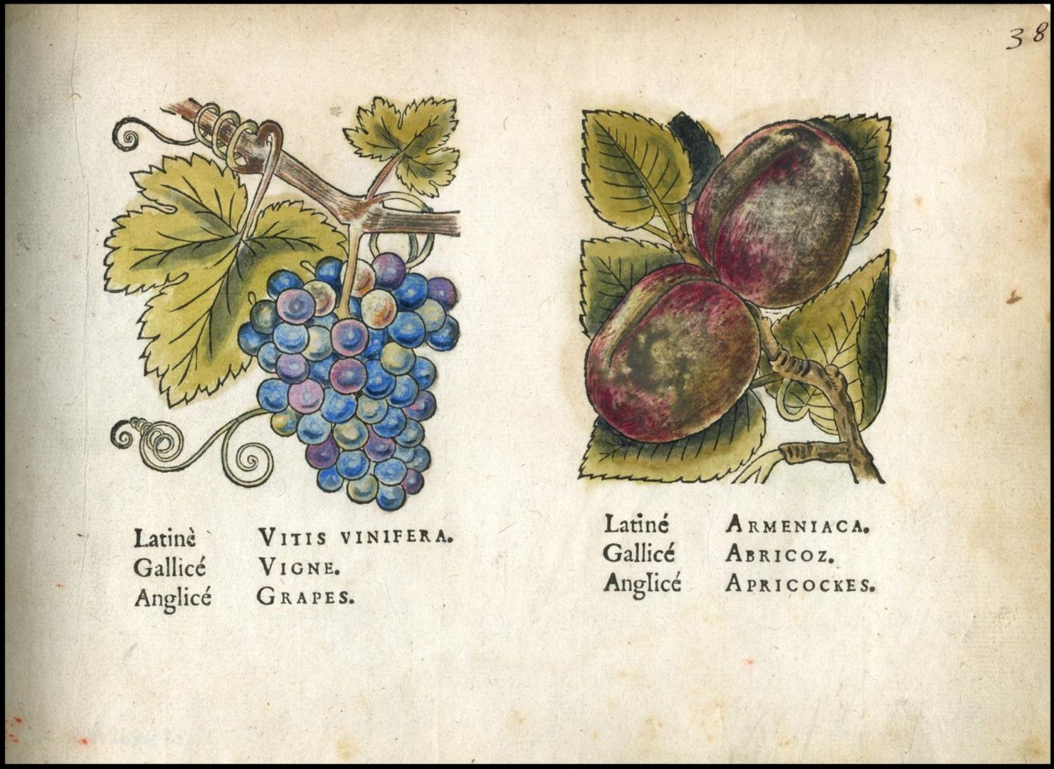 no HD illustration available (3)