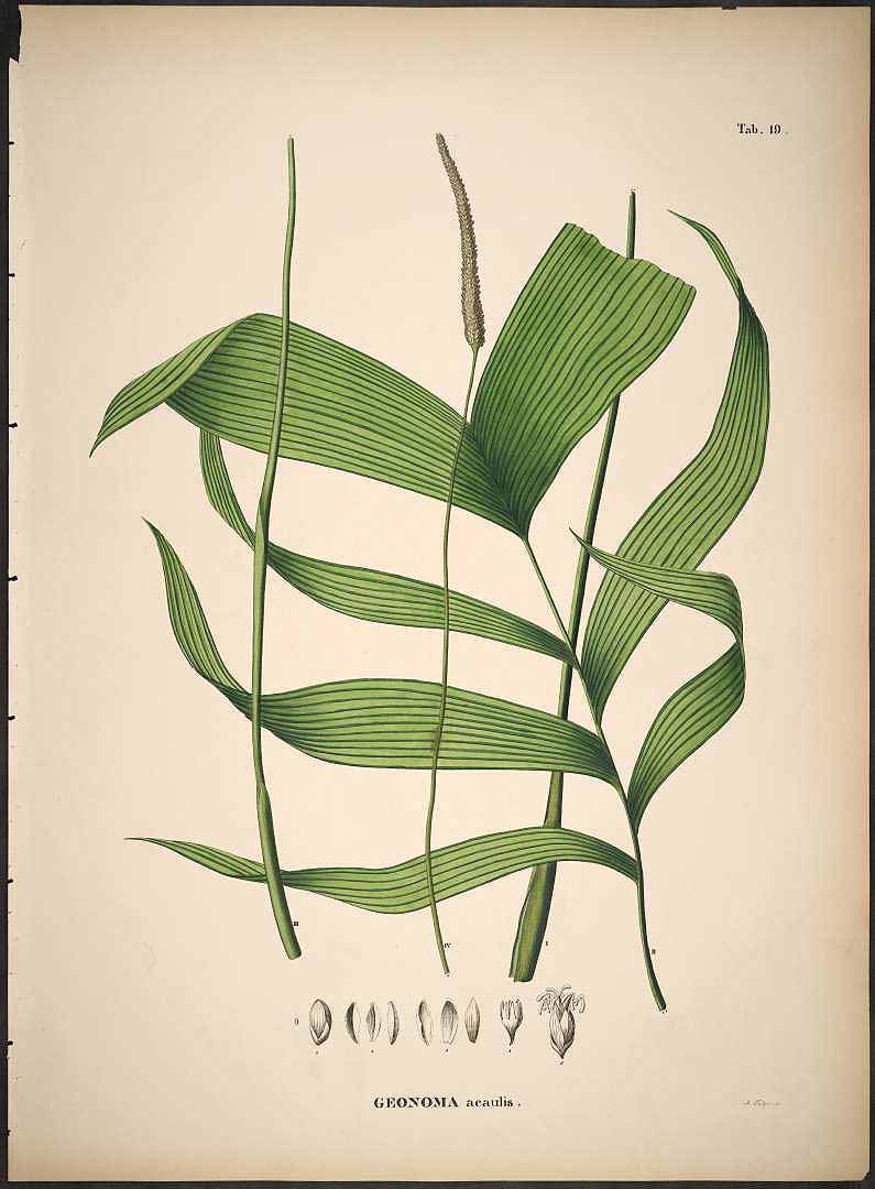 no HD illustration available (3)