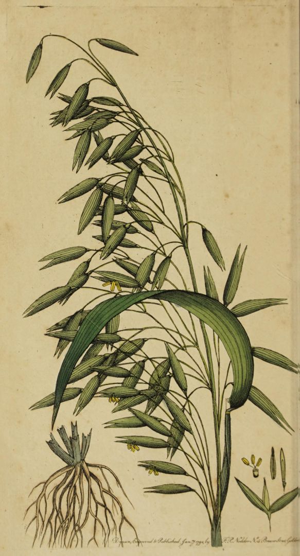 no HD illustration available (3)