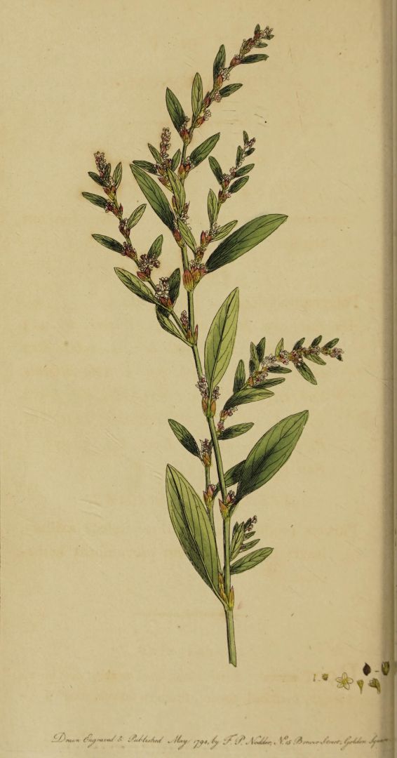 no HD illustration available (3)