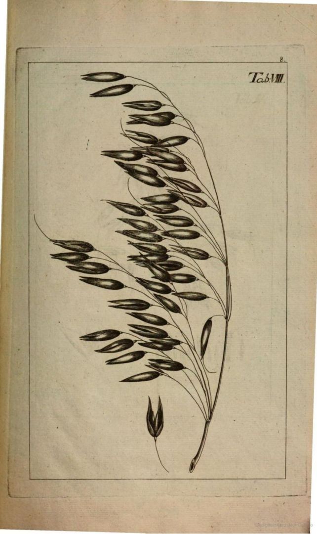 no HD illustration available (3)