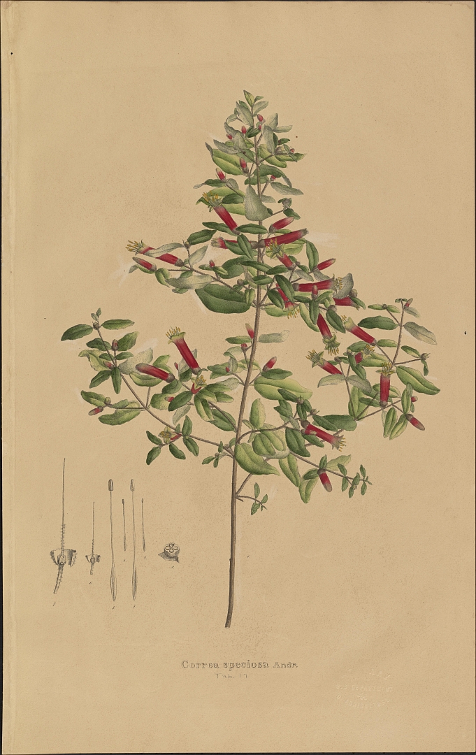 no HD illustration available (3)