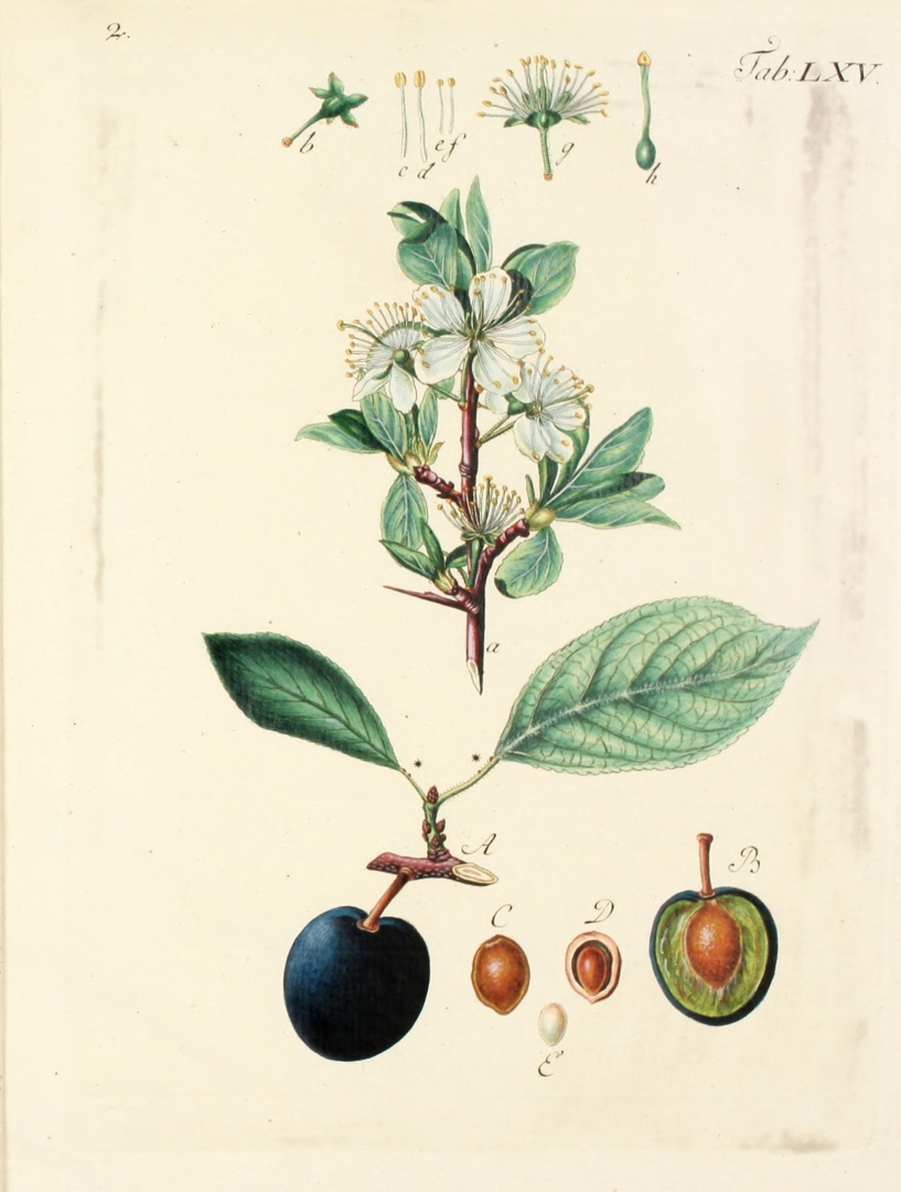 no HD illustration available (3)