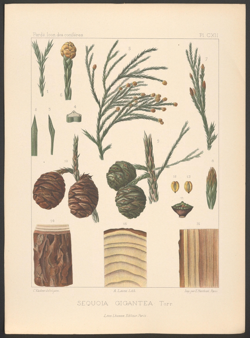 no HD illustration available (3)