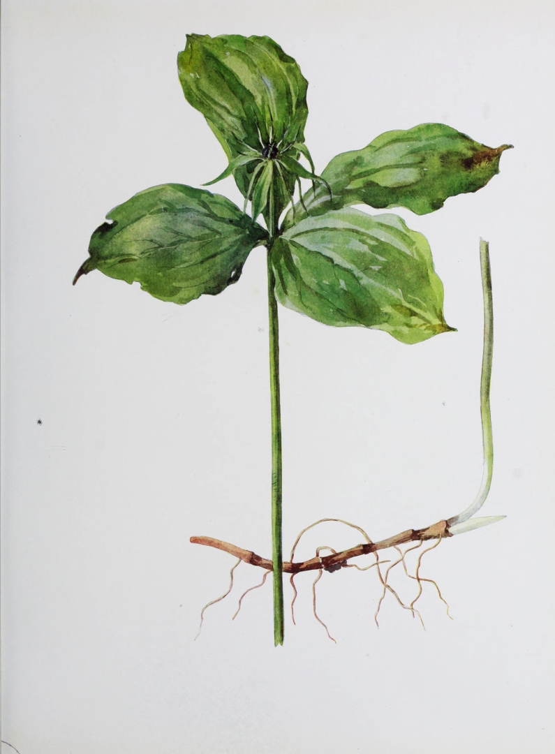 no HD illustration available (3)