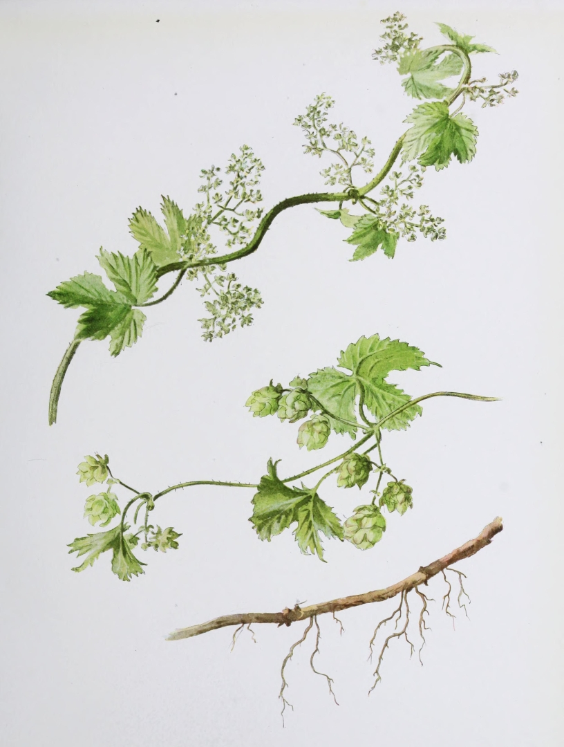 no HD illustration available (3)