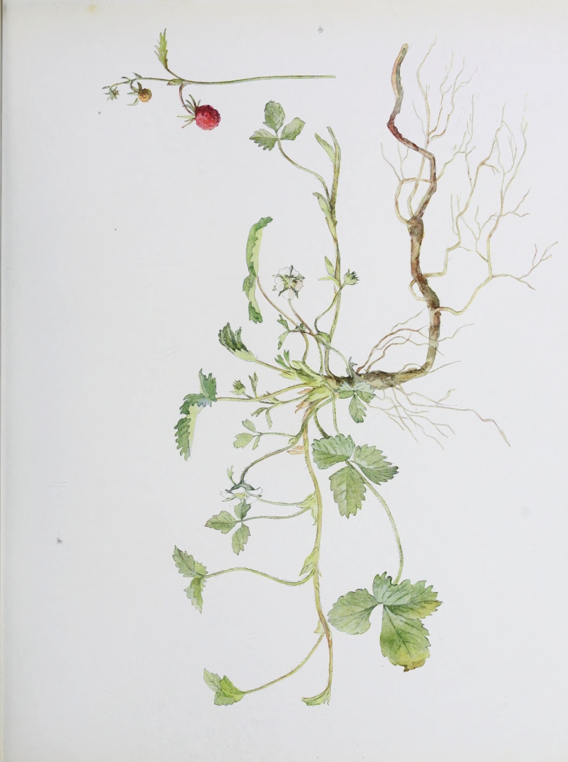 no HD illustration available (3)