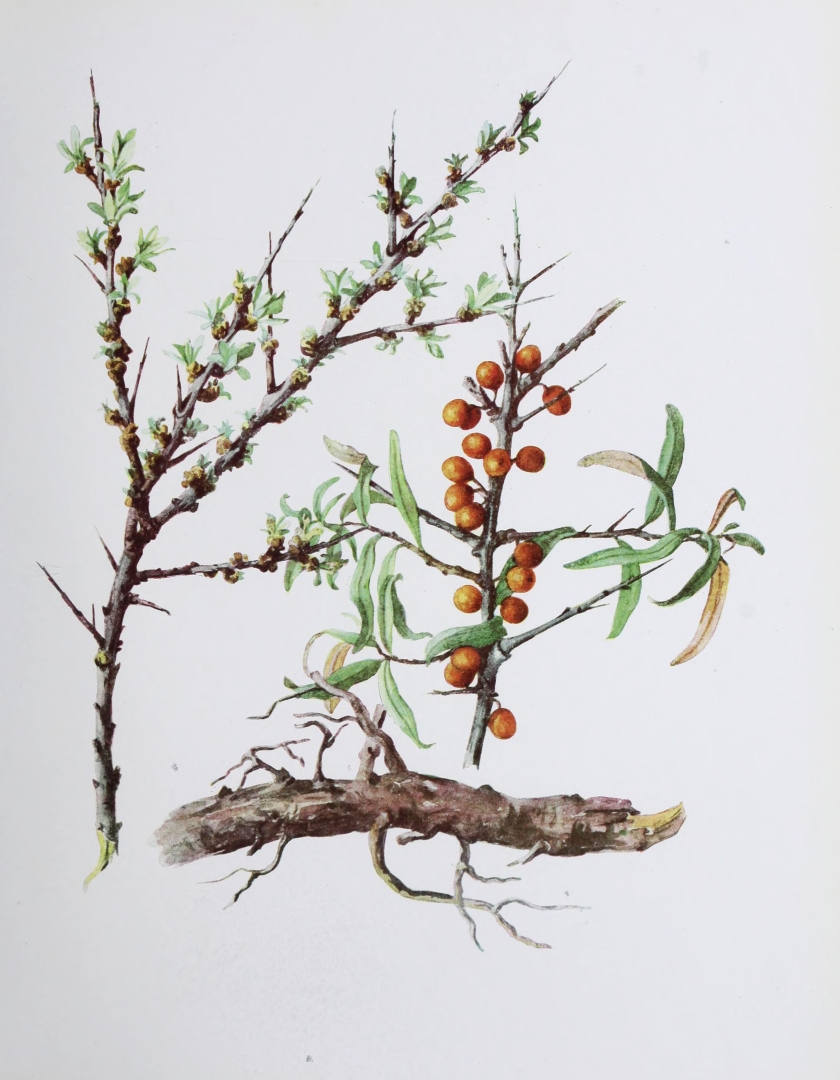 no HD illustration available (3)