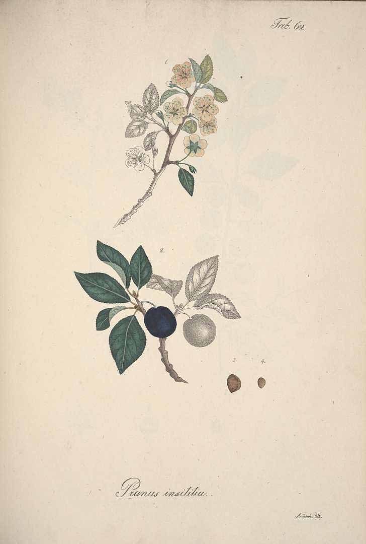 no HD illustration available (3)