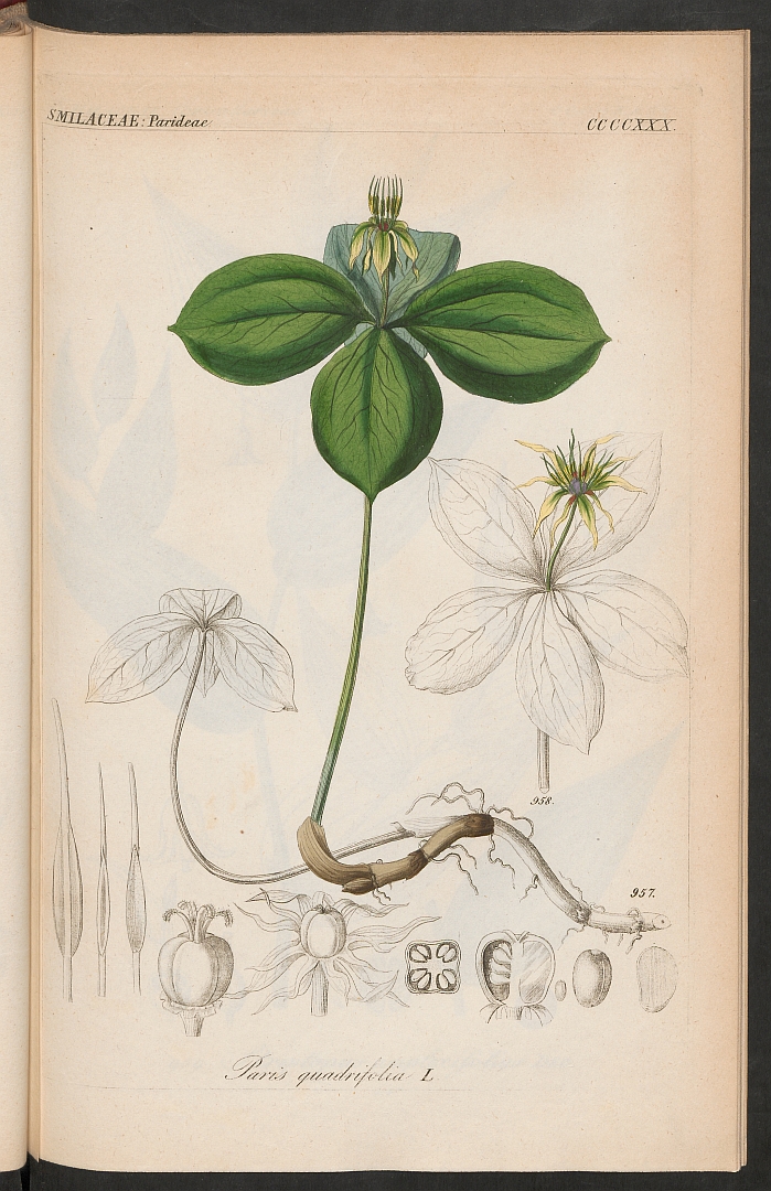 no HD illustration available (3)