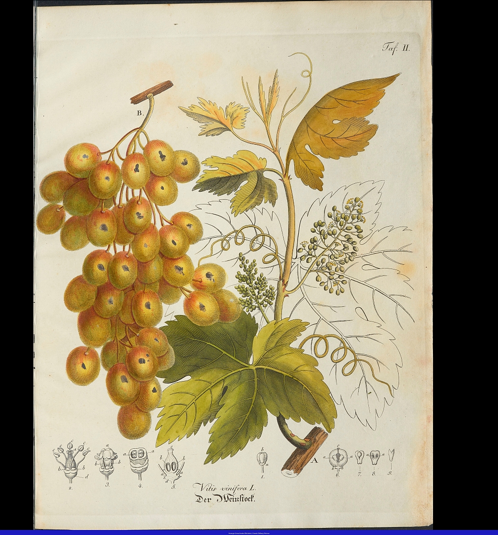 no HD illustration available (3)