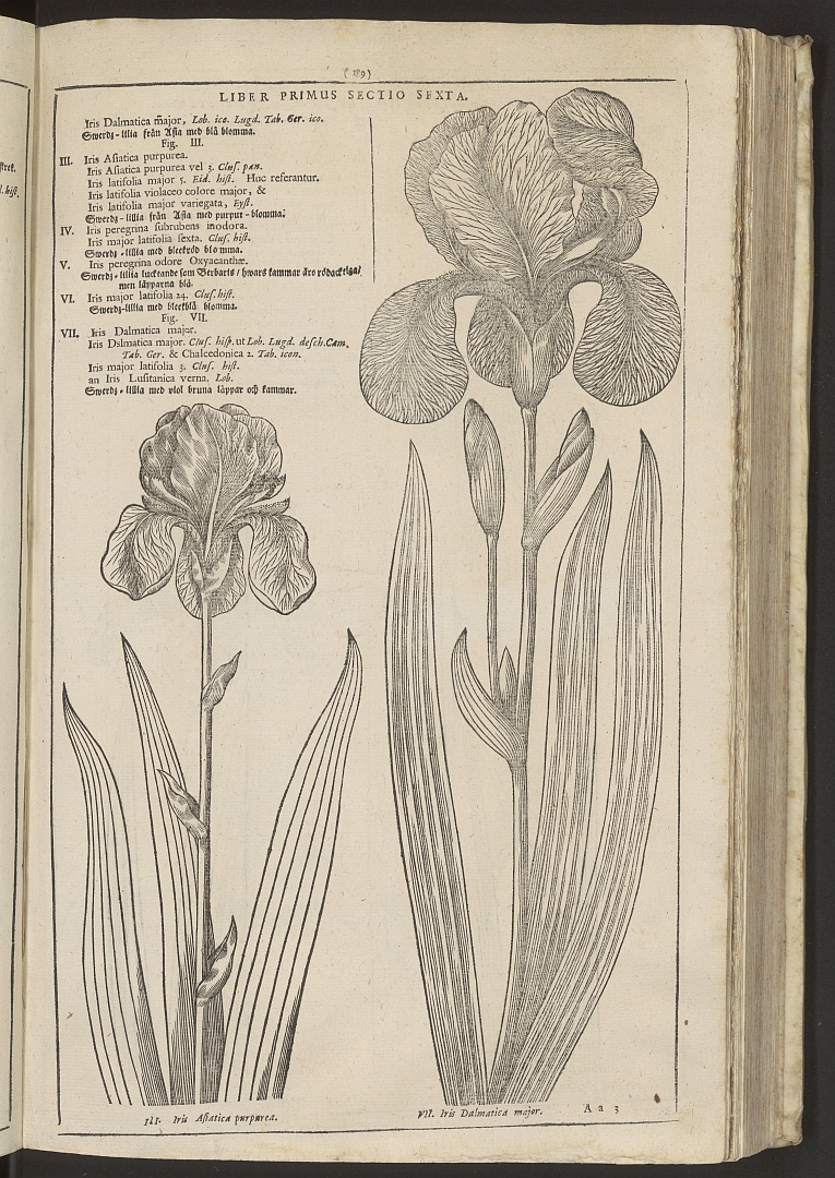 no HD illustration available (3)