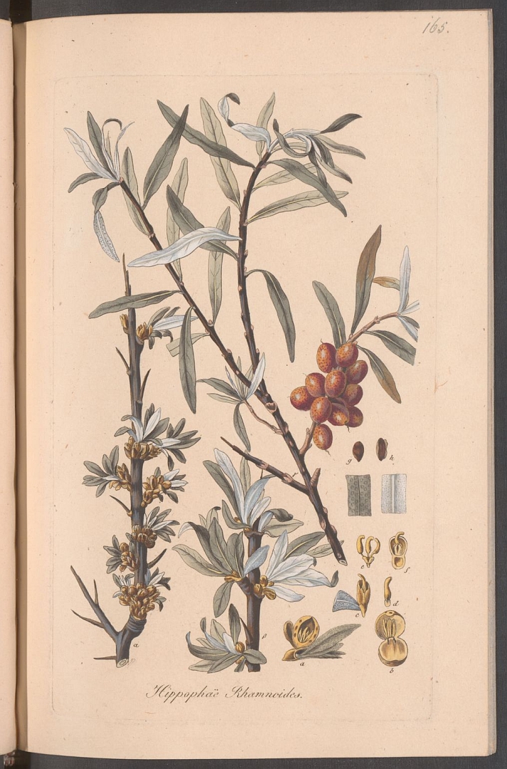 no HD illustration available (3)