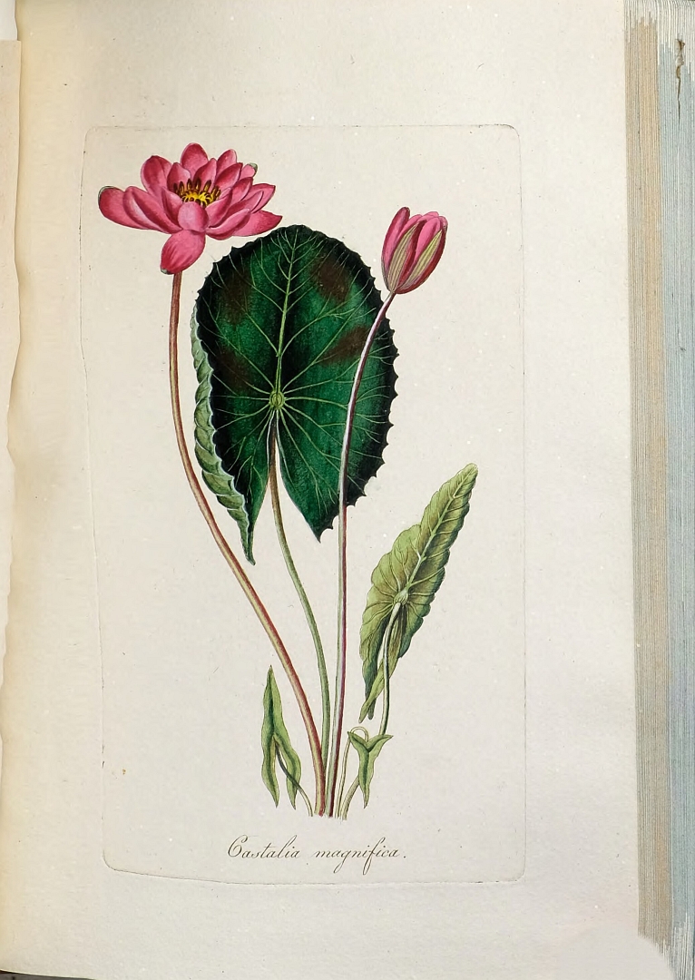 no HD illustration available (3)