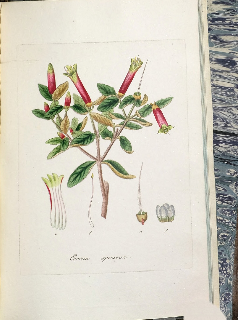 no HD illustration available (3)