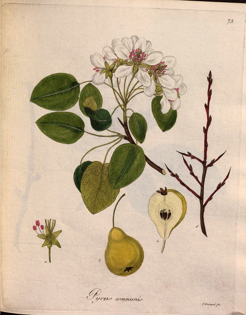 no HD illustration available (3)