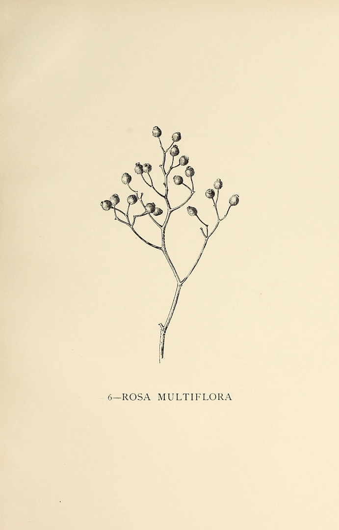 no HD illustration available (3)