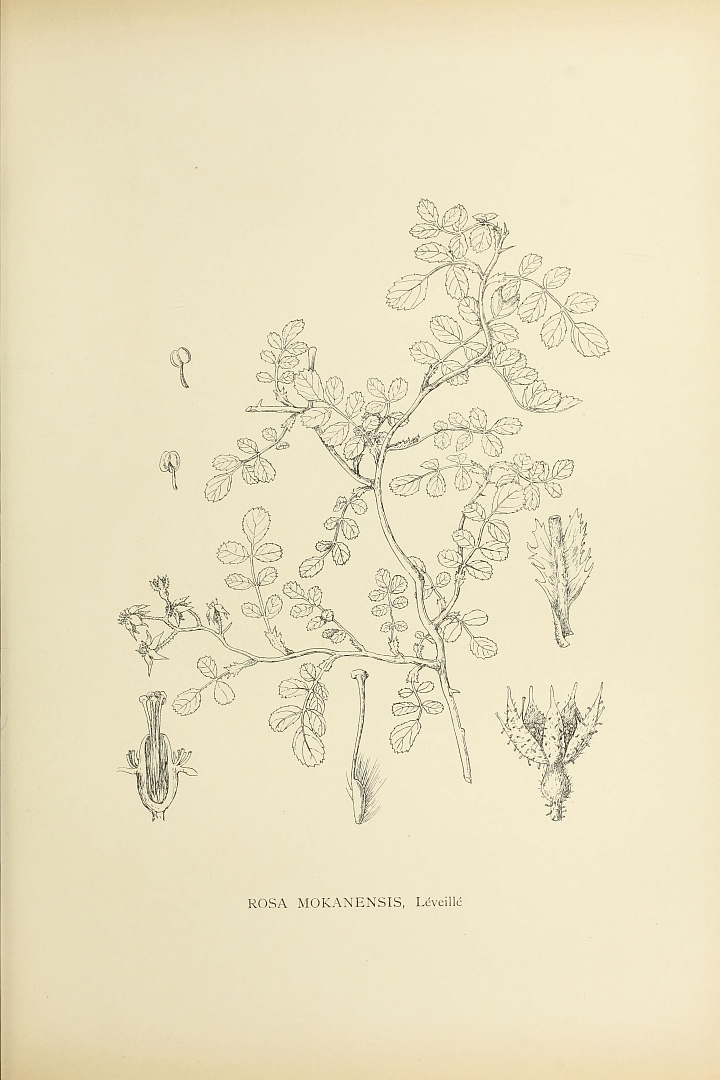 no HD illustration available (3)