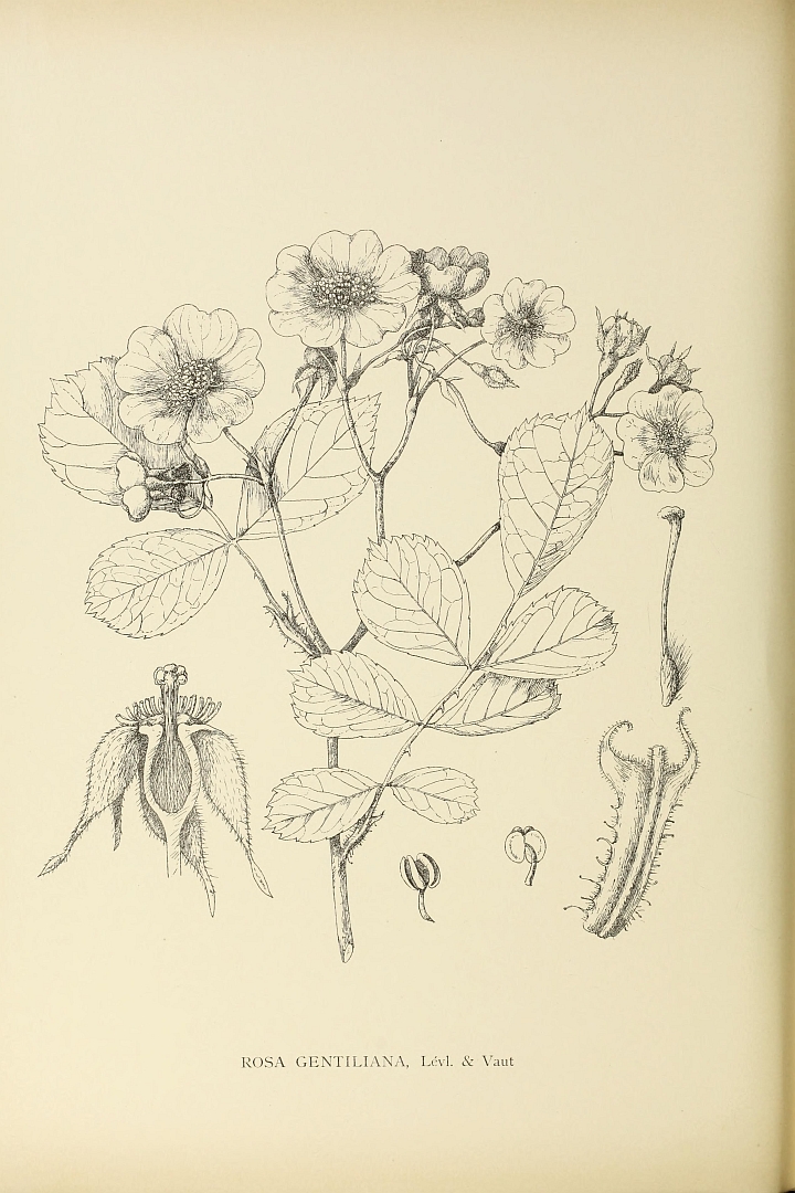 no HD illustration available (3)