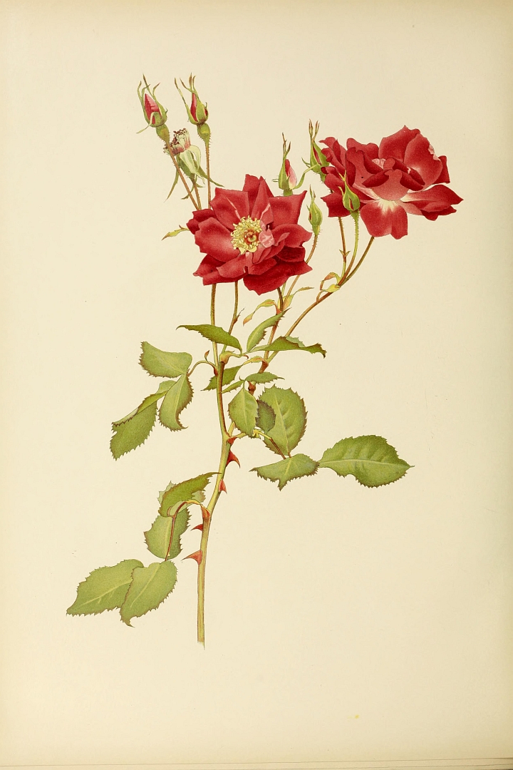 no HD illustration available (3)