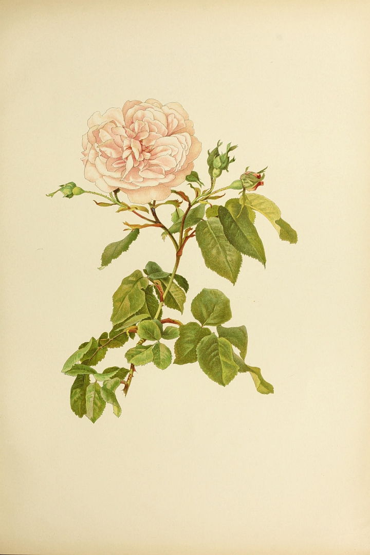 no HD illustration available (3)