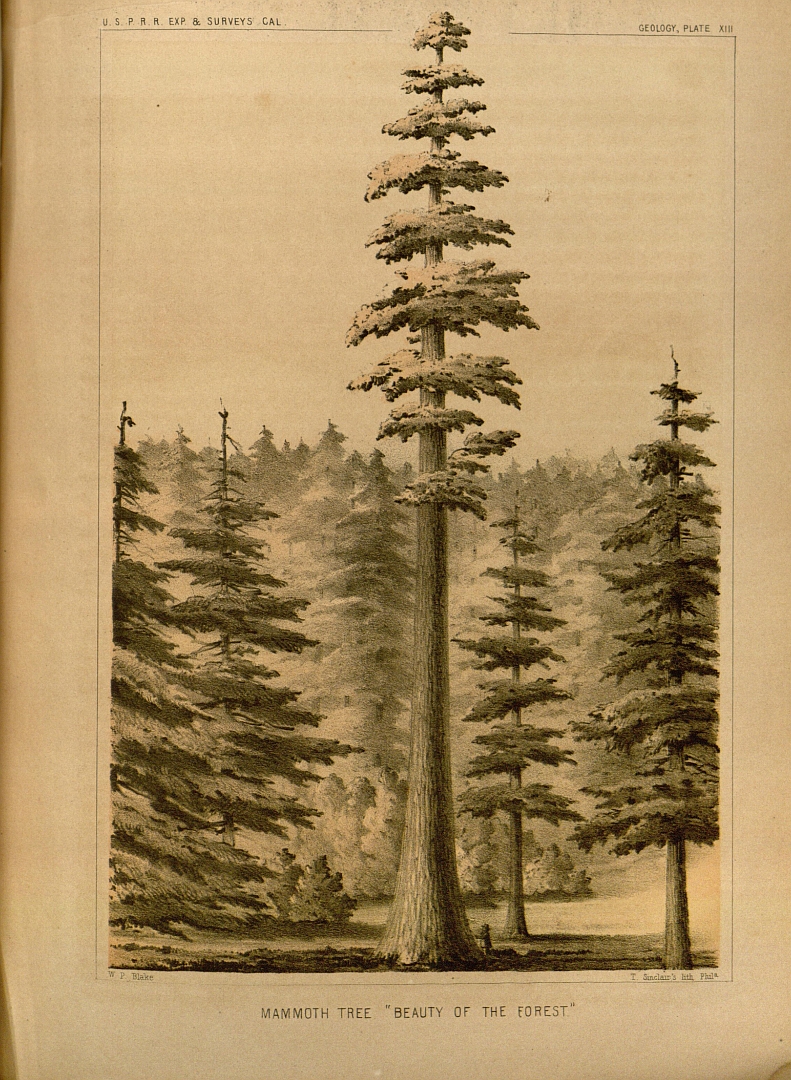 no HD illustration available (3)