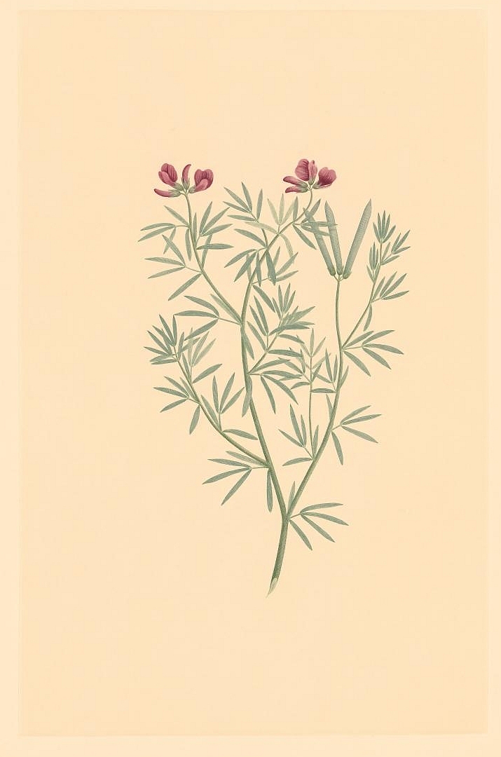 no HD illustration available (3)