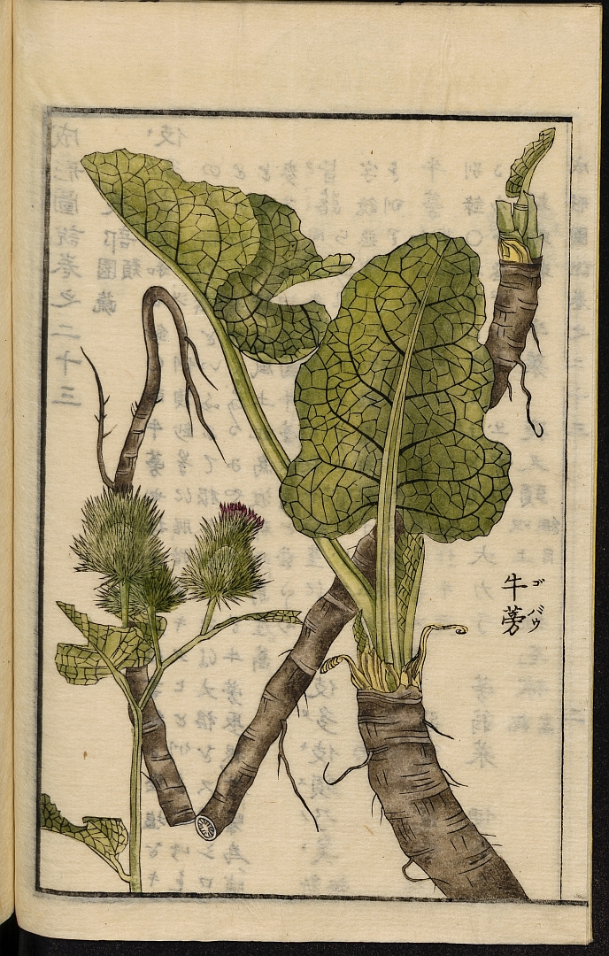 no HD illustration available (3)