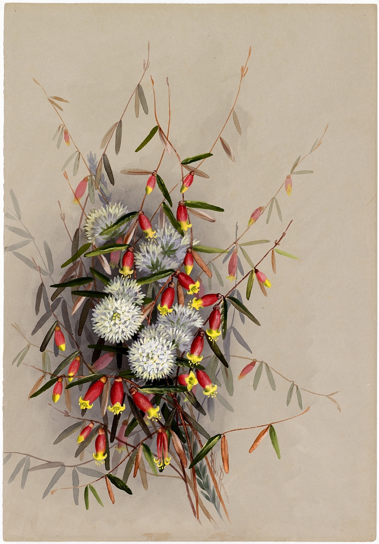 no HD illustration available (3)