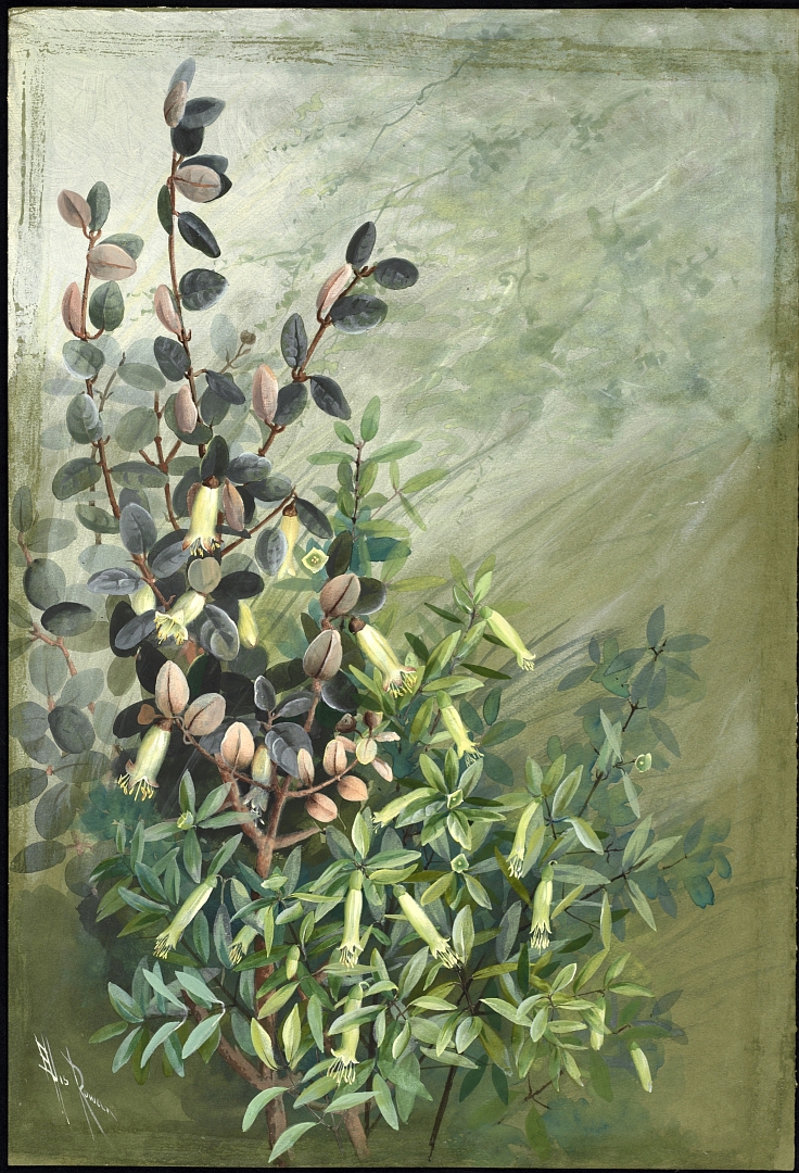 no HD illustration available (3)