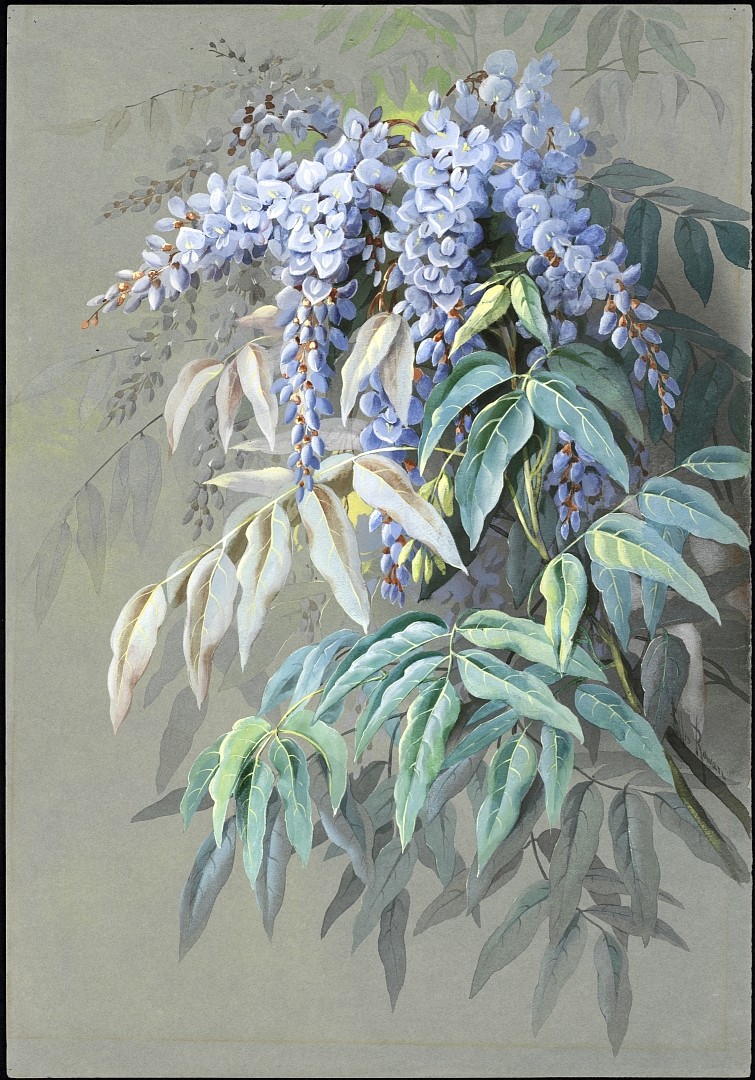 no HD illustration available (3)