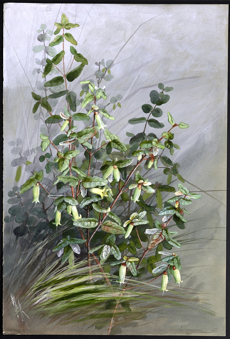 no HD illustration available (3)