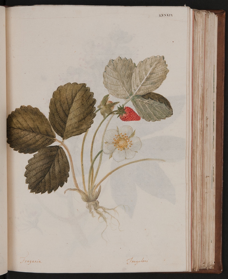 no HD illustration available (3)