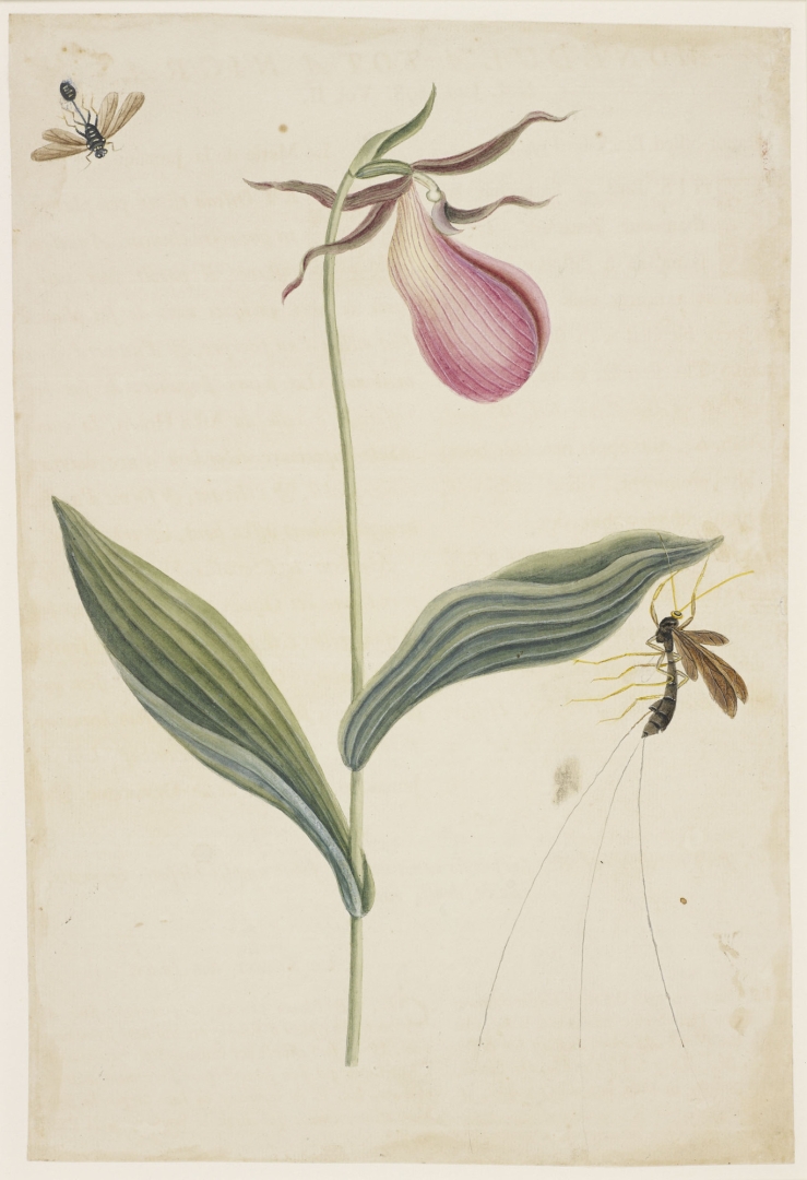 no HD illustration available (3)