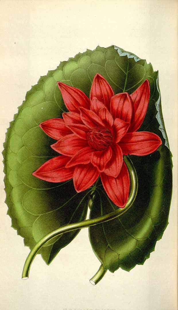 no HD illustration available (3)