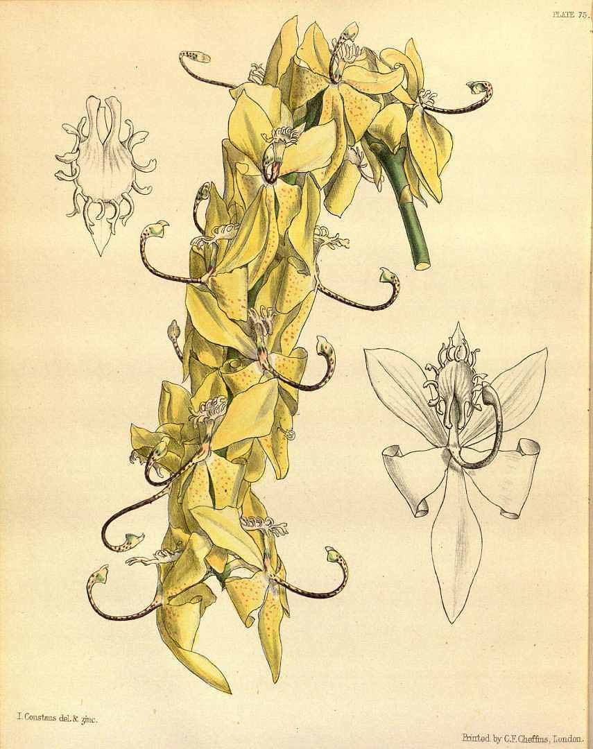 no HD illustration available (3)