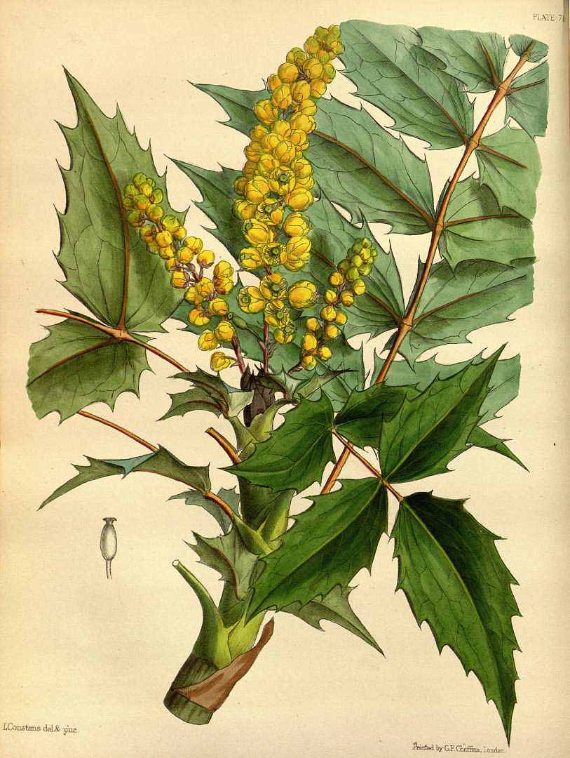 no HD illustration available (3)