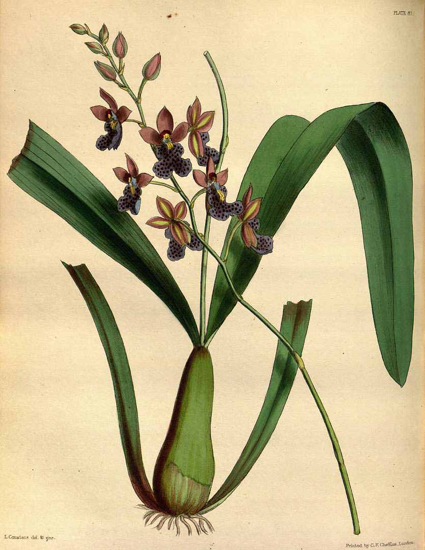 no HD illustration available (3)