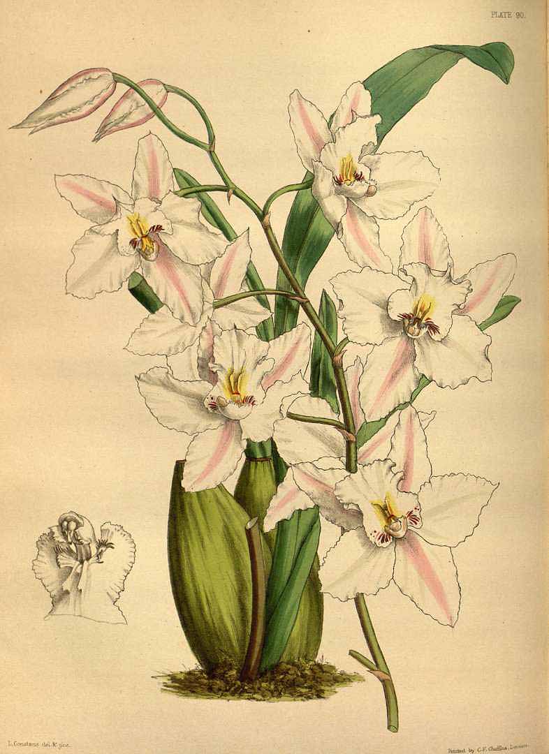 no HD illustration available (3)