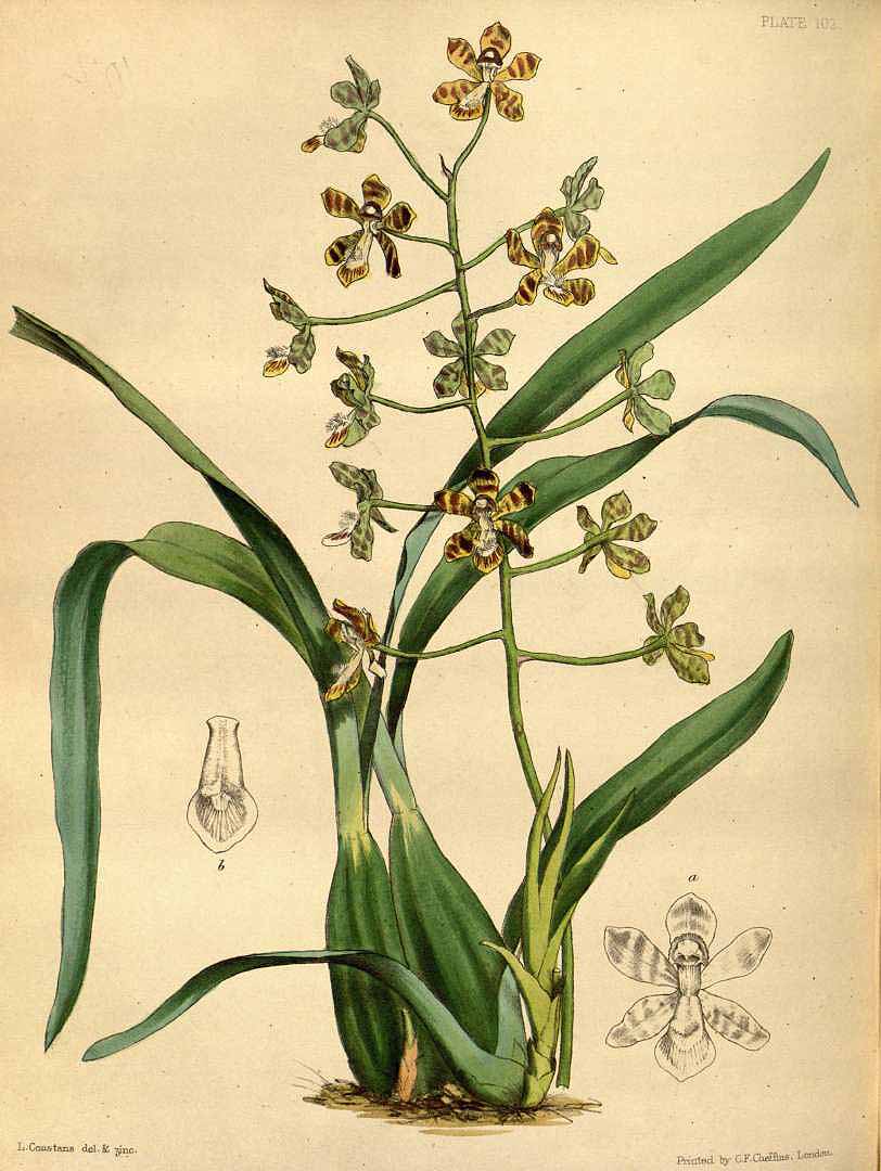 no HD illustration available (3)