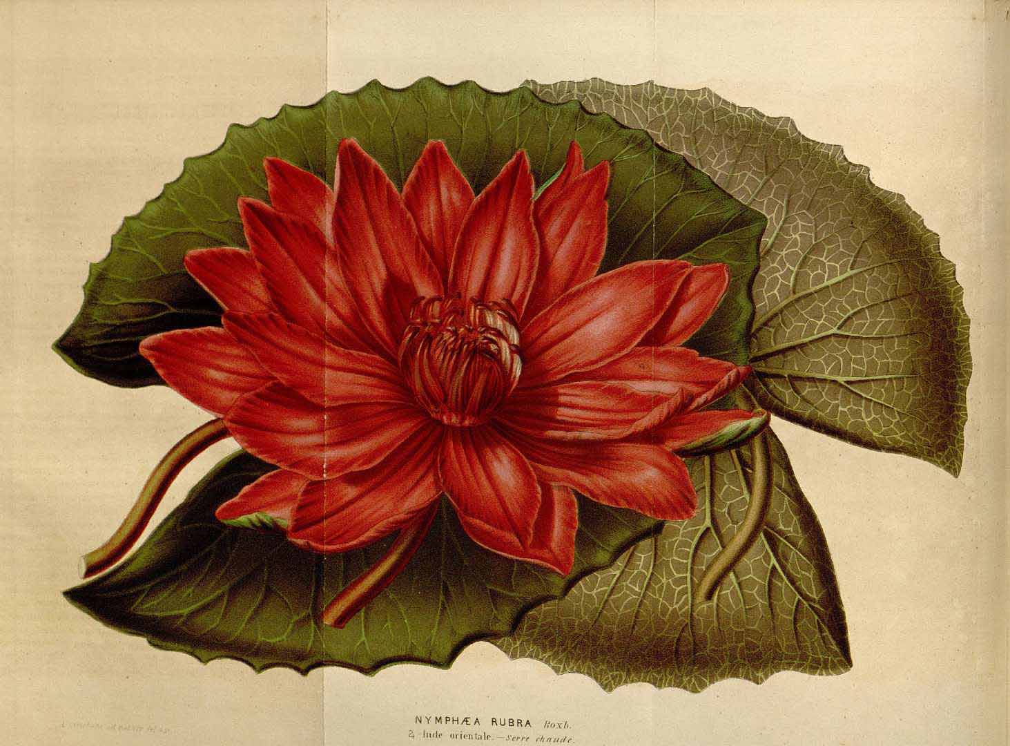 no HD illustration available (3)