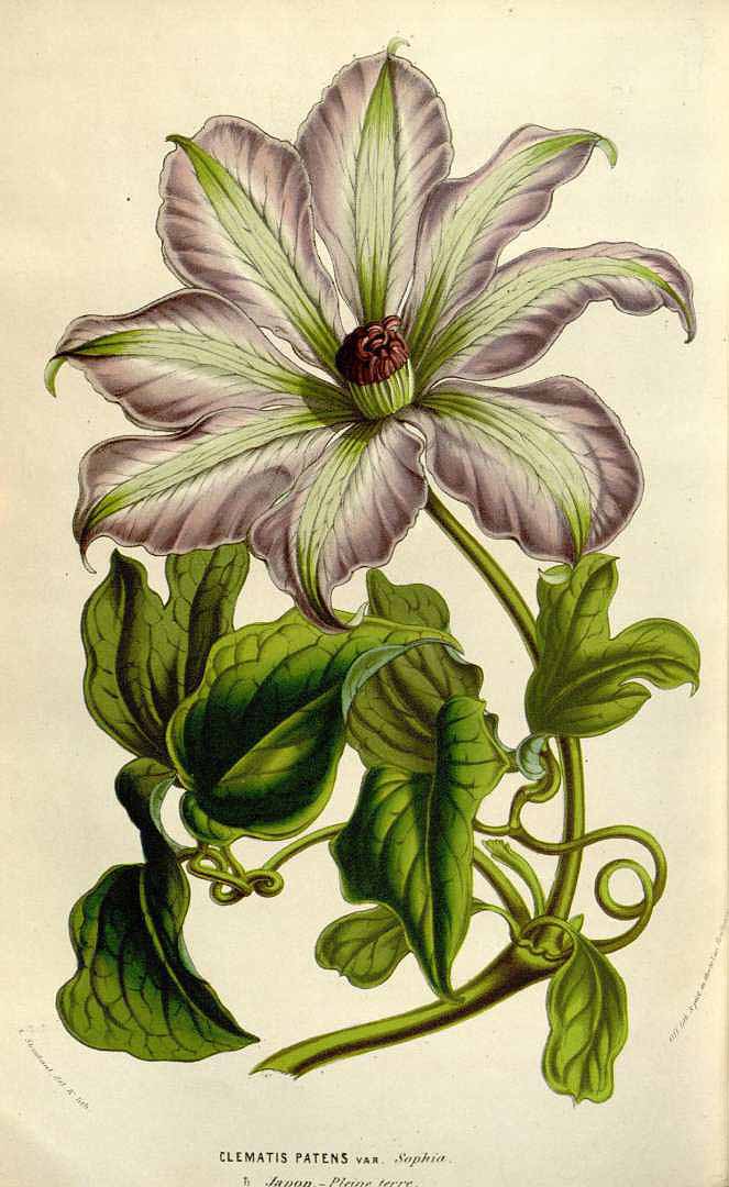 no HD illustration available (3)