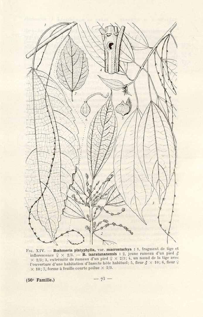 no HD illustration available (3)