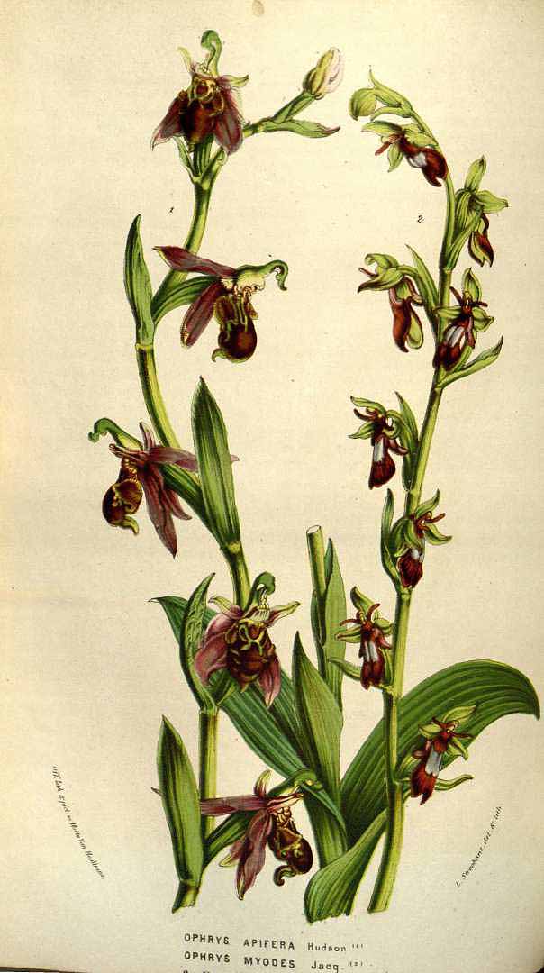 no HD illustration available (3)