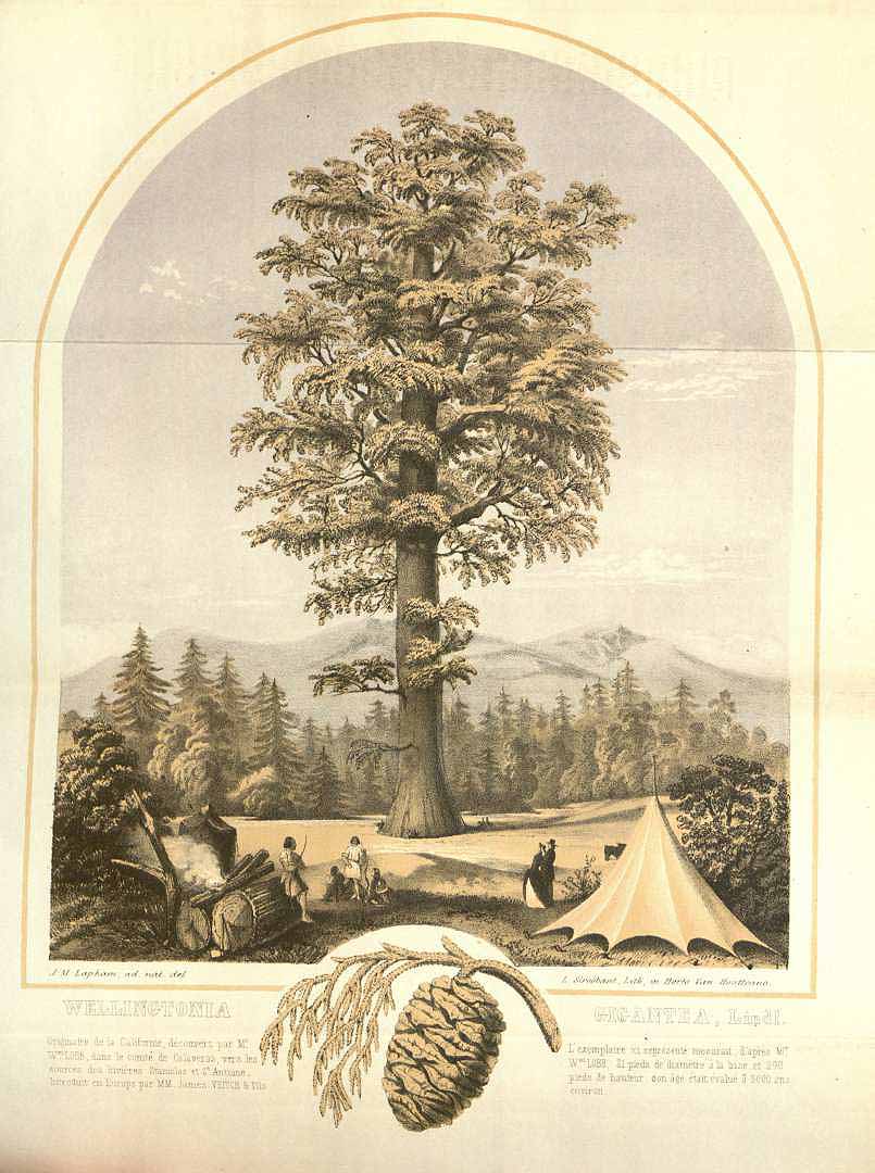 no HD illustration available (3)