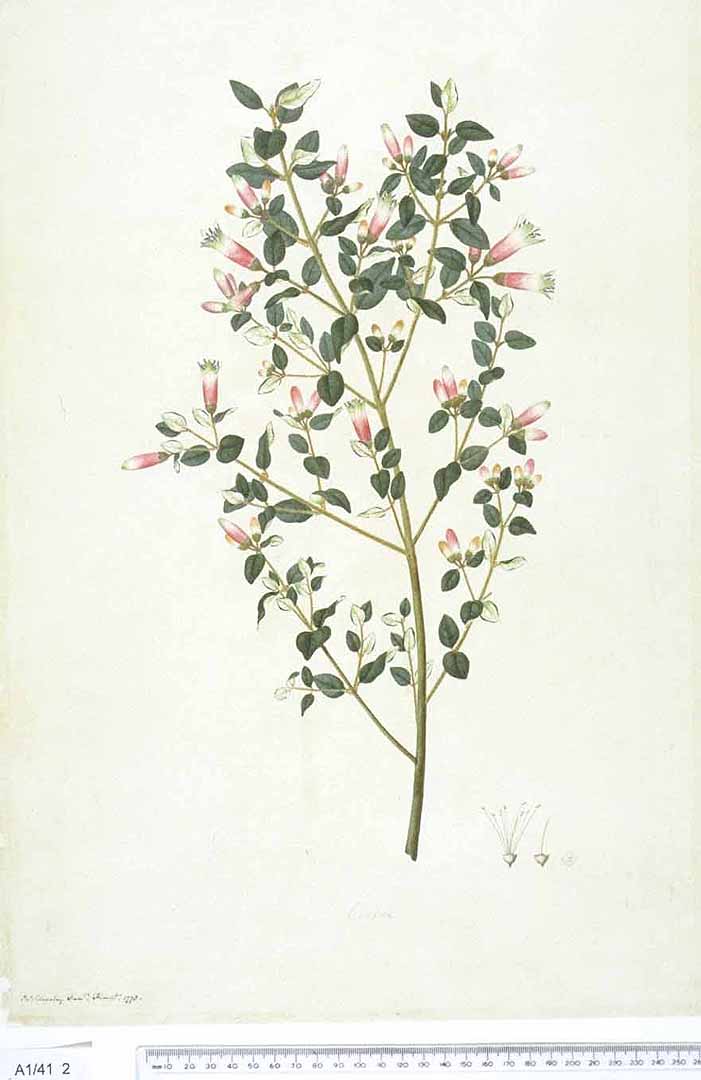 no HD illustration available (3)