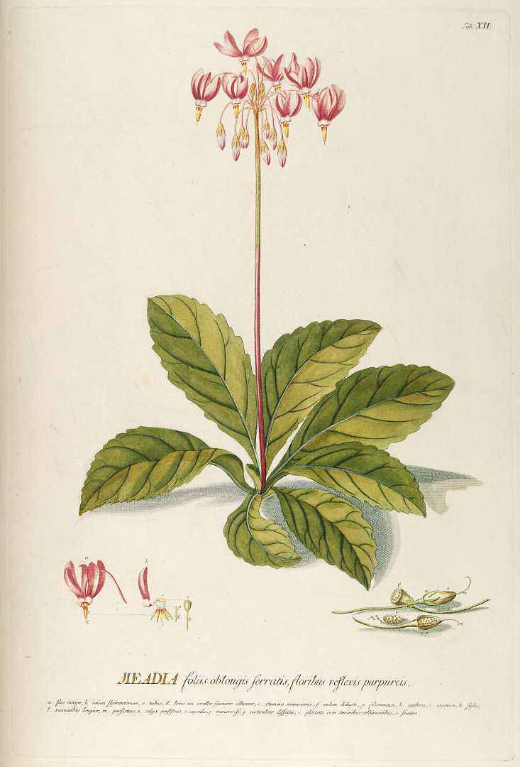 no HD illustration available (3)